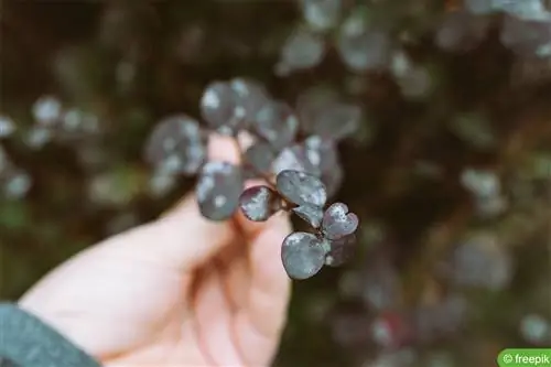 Pequenos pontos brancos nas folhas: o que fazer?