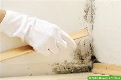 Mold juu ya ukuta na baseboard