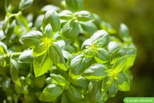 Albahaca en el jardín al sol.