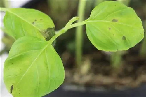 La albahaca tiene puntos negros: ¿qué hacer?