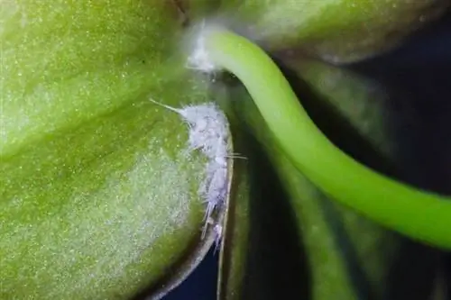 Mealybugs dhe mealybugs