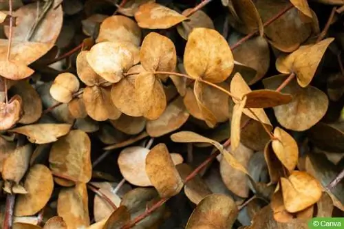 Eucalyptus gets brown/yellow leaves