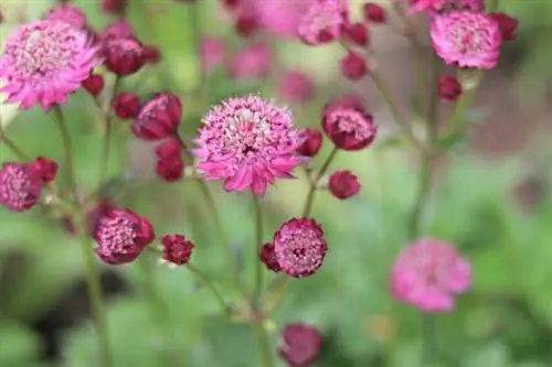 Ombrella stellata grande (Astrantia major)