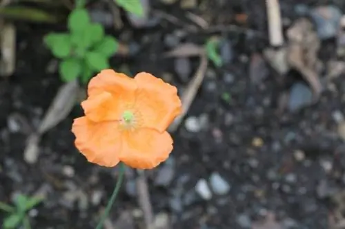 Lulëkuqe Islandeze (Papaver nudicaule)