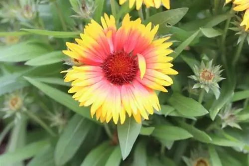 Fiore della coccarda della prateria (Gaillardia aristata)