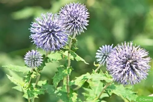 Cardo selvatico (Echinops ritro)