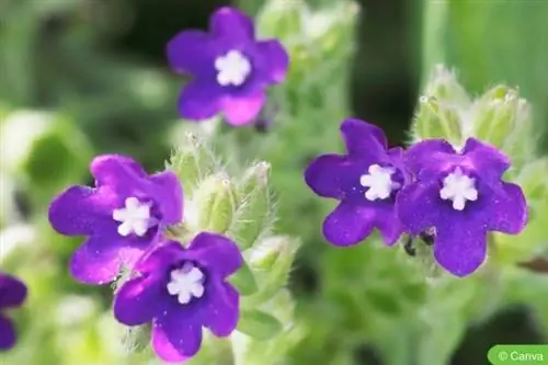 Lingua di bue (Anchusa officinalis)