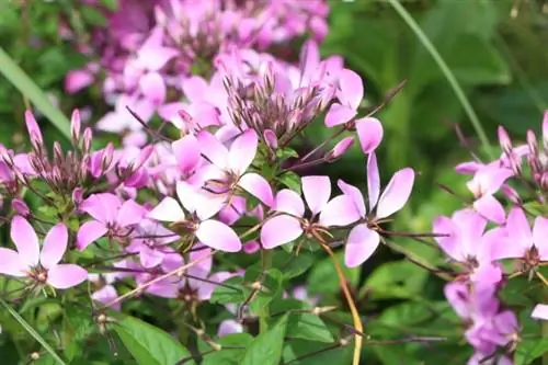 Magnifica candela (Gaura lindheimeri)