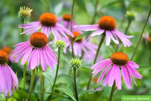 Մանուշակագույն կոնծաղիկ (Echinacea purpurea)