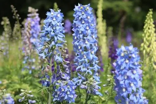 Larkspur (Delphinium)