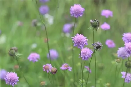 Փայլուն սկաբիոզ (Scabiosa lucida)