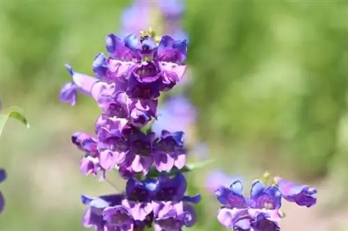 Penstemon della barba (Penstemon mensarum)