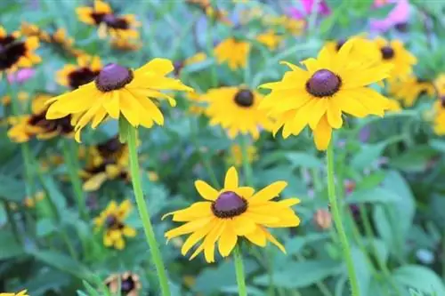 Suneye (Heliopsis)