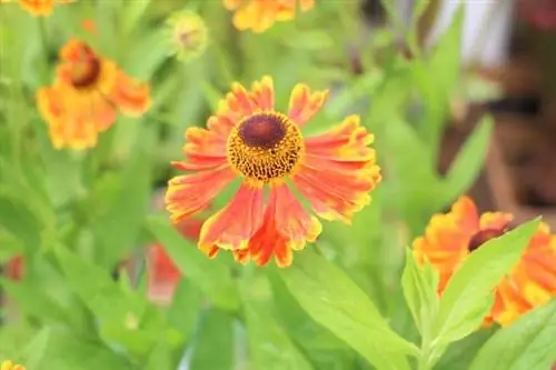 Արևի հարսնացու (Helenium)