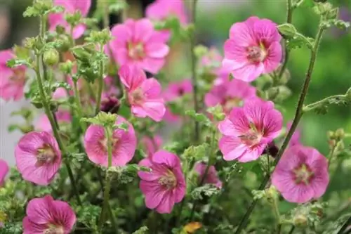 Հոլլիհոկ (Alcea rosea)