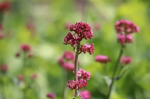 Կարմիր ծաղիկ (Centranthus ruber)