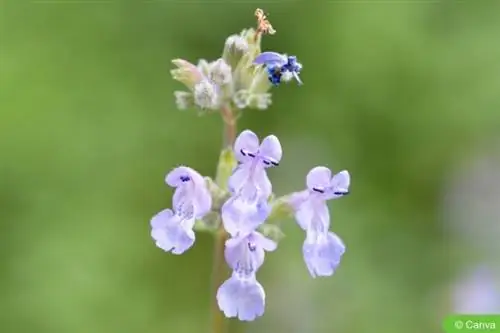 Catnip blu (Nepeta x faassenii)