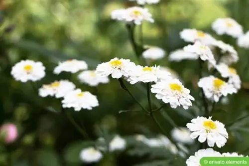 Demet e Bertramit (Achillea ptarmica)