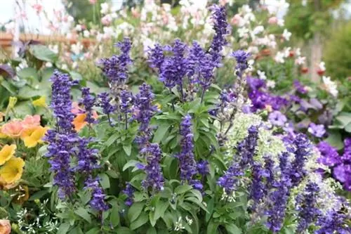 Hithër aromatike (Agastache)