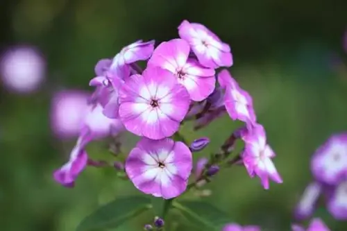 Fiore di fiamma (Phlox)