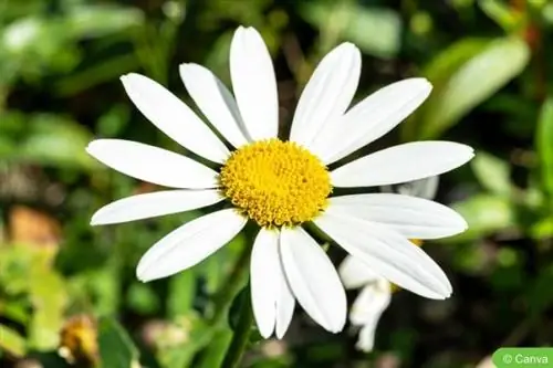 Margherita da giardino a fiore grande (Leucanthemum x superbum 'Snowcap')