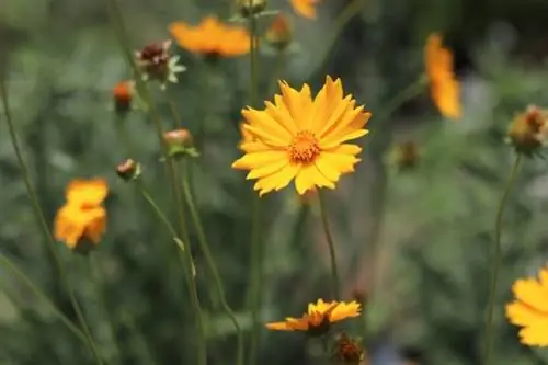 Syri i vajzës me lule të mëdha (Coreopsis grandiflora)