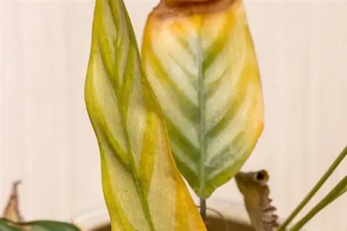 dilaw na dahon sa isang calathea