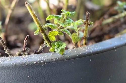 Edderkoppmidd på peppermynte (Mentha piperita)