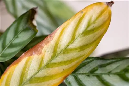 Calathea har gule blader: hvordan spare?