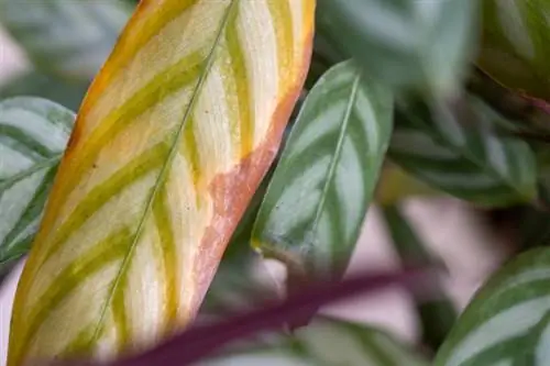 Basket Marante (ctenanthe setosa) with yellow leaves