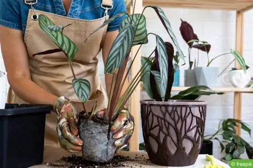 Repotting basket marante (ctenanthe setosa).