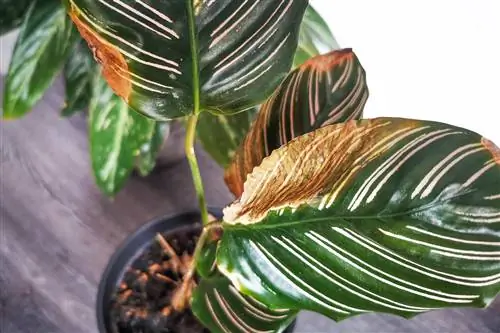 Calathea kry bruin blare: hoe om dit te red?