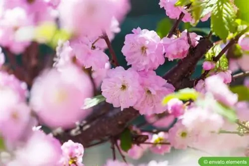 Puno ng almendras na may kulay rosas na bulaklak