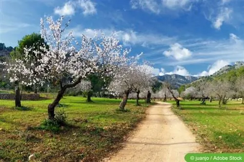 Mga puno ng almendras sa Mallorca