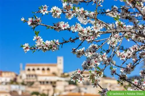 Kehidupan di Mallorca: Serlahkan bunga badam