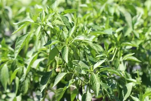 Pepperplante - Capsicum