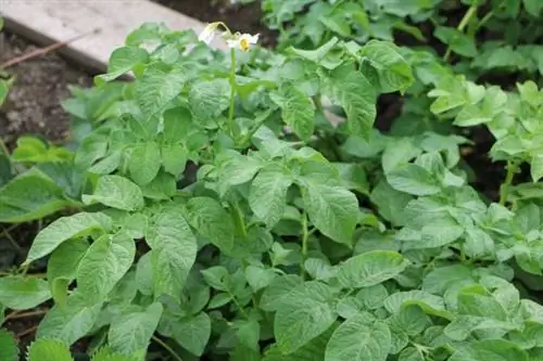 Zemiaková rastlina (Solanum tuberosum)