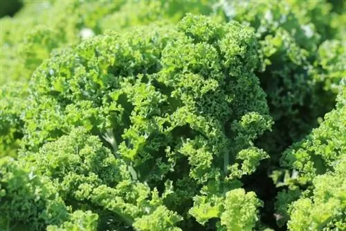 Grønnkål (Brassica oleracea var. sabellica)