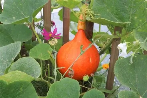 ฟักทองฮอกไกโด (Cucurbita maxima)