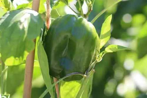 Paprika (Capsicum)