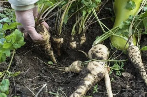 Paštrnák (Pastinaca sativa)