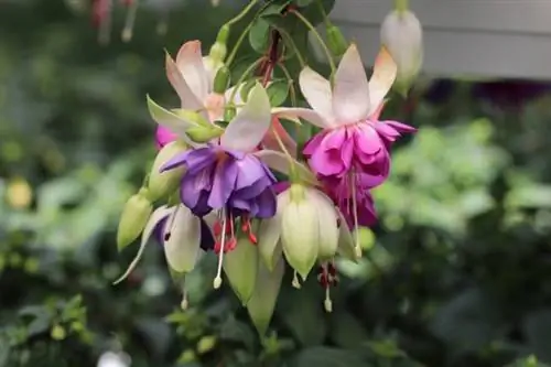 Fuchsias (Fuchsia)