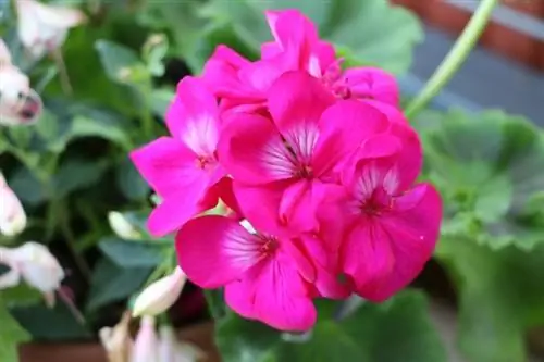 Ģerānija (pelargonijs)