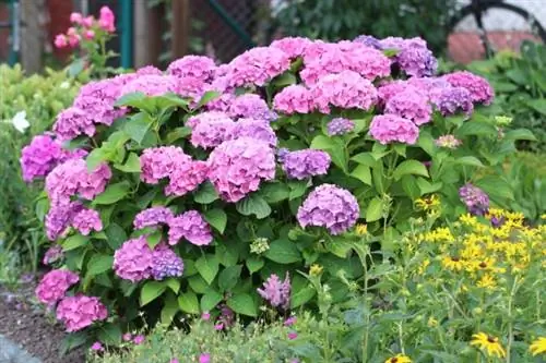 Hortenzie (Hydrangea)