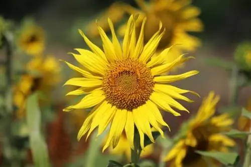 ดอกทานตะวัน (Helianthus annuus)