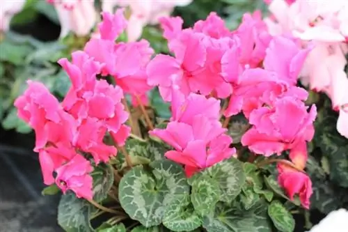 ไซคลาเมน (Cyclamen persica)