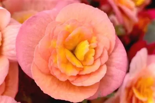 Elatior begonia (Begonia x hiemalis)