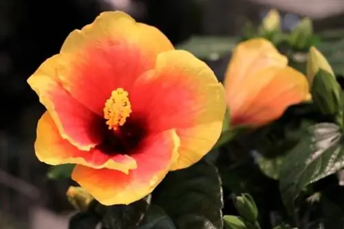 Innendørs hibiscus (Hibiscus rosa-sinensis)