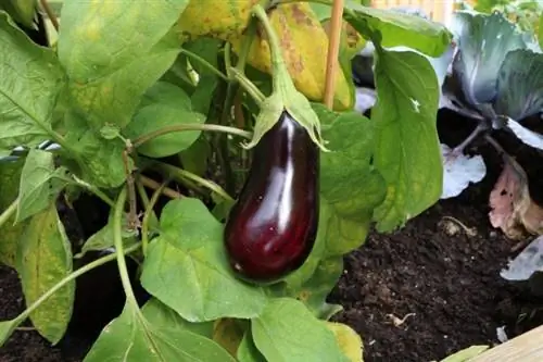 Baklažán (Solanum melongena)