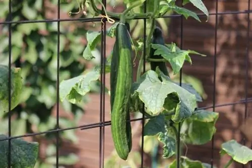 Uhorky (Cucumis sativus)